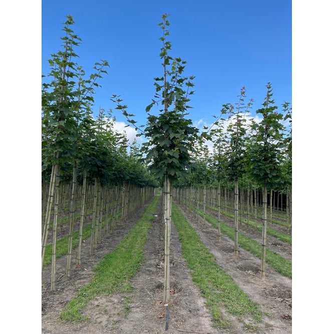 Lönn - Acer platanoides - Stammens omkrets 16-18 cm, höjd 3,5-4 meter, HS,